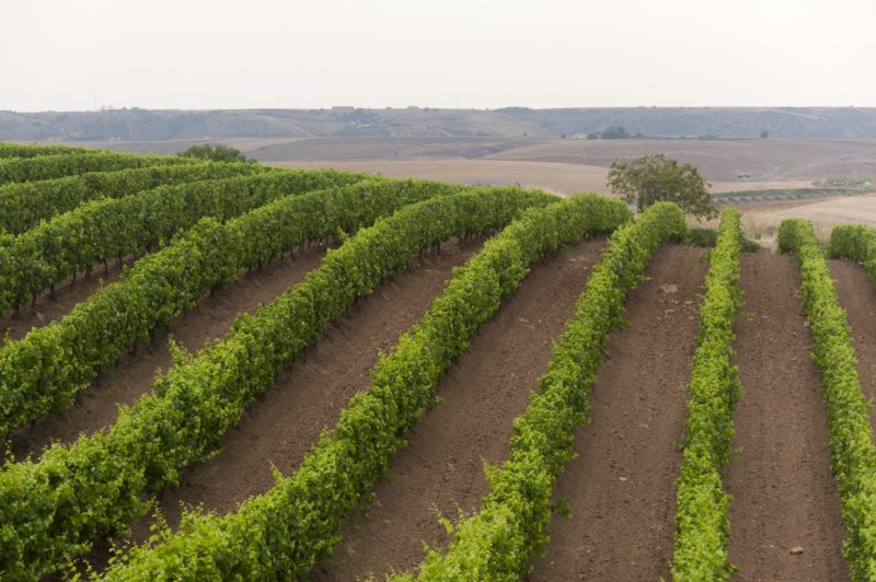 Landscape in Basilicata (Italy) near Venosa at summer: vineyard